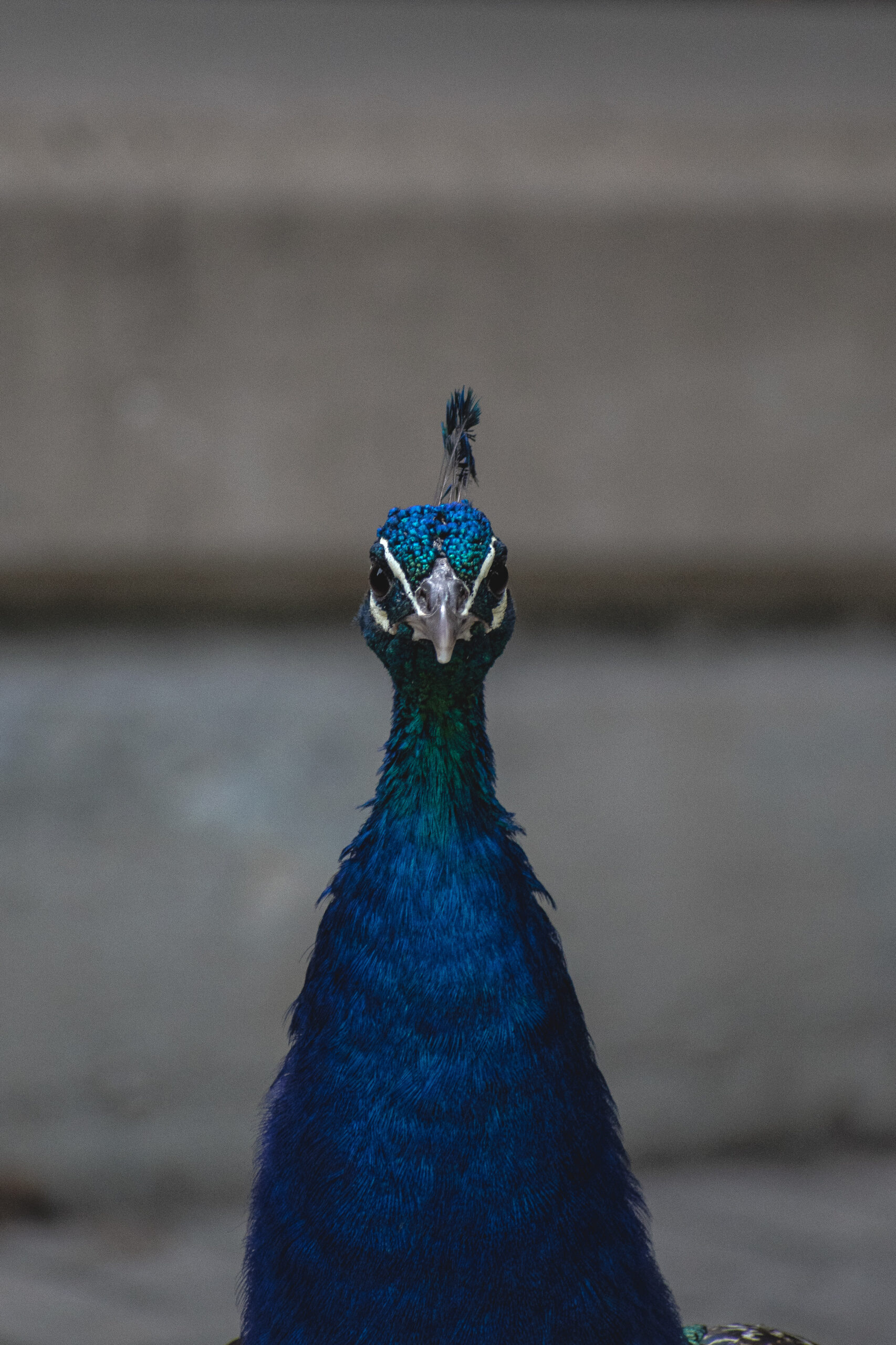 Peacock Stare